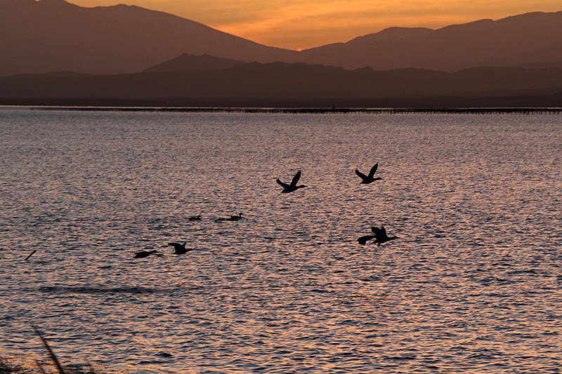 Couchers de soleil - Vol de canards au coucher du soleil sur l étang de Leucate