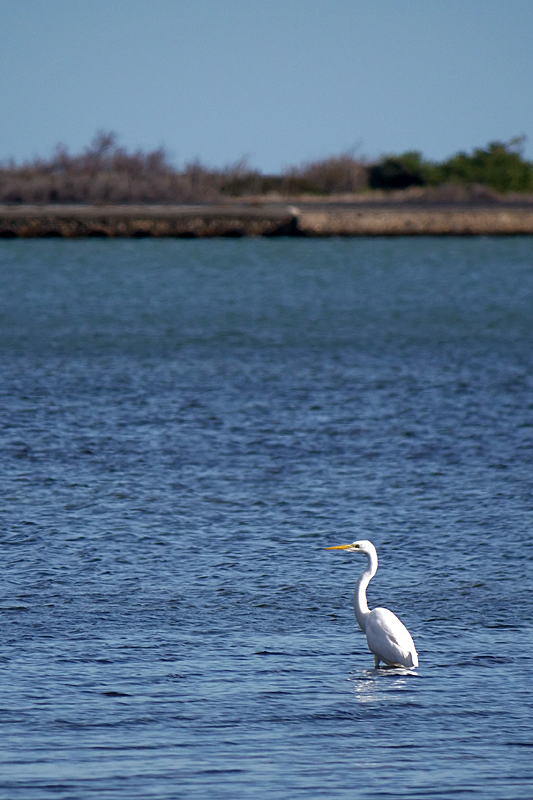 Couchers de soleil - Aigrette sur l étang de Leucate 