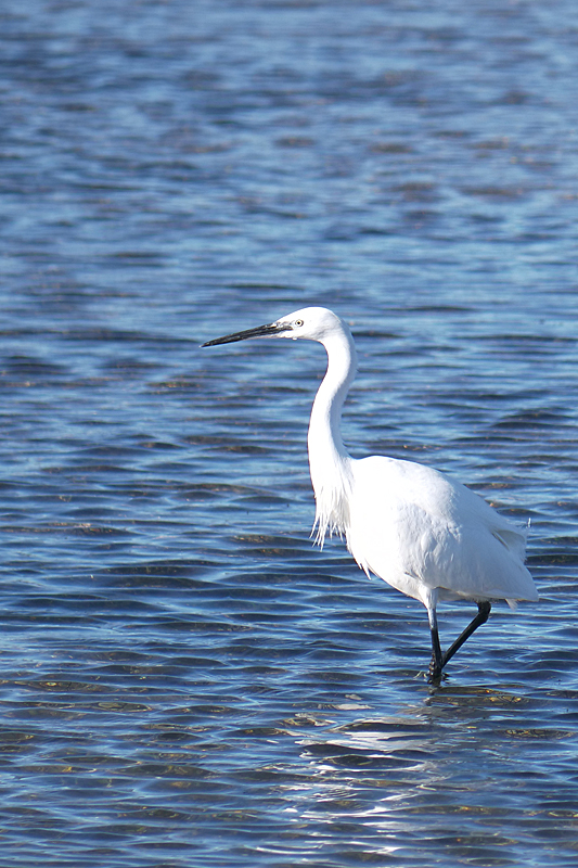 Châteaux audois - Aigrette