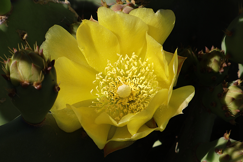 Viaduc ! - Sentier Argelès-sur-Mer - Collioure : fleur de cactus