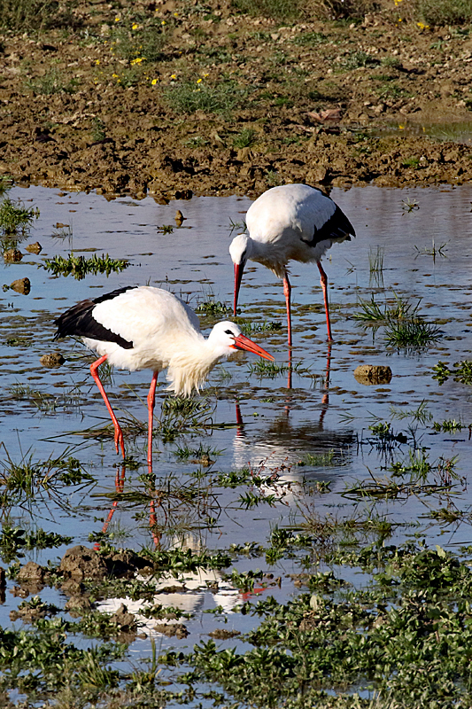 Le domaine des oiseaux ! - Cigognes blanches