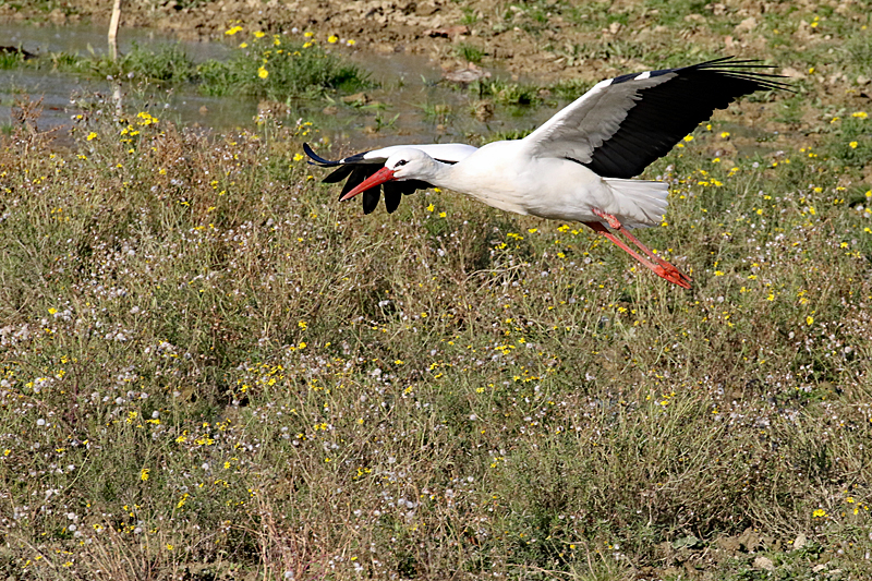 Le domaine des oiseaux ! - Cigogne blanche