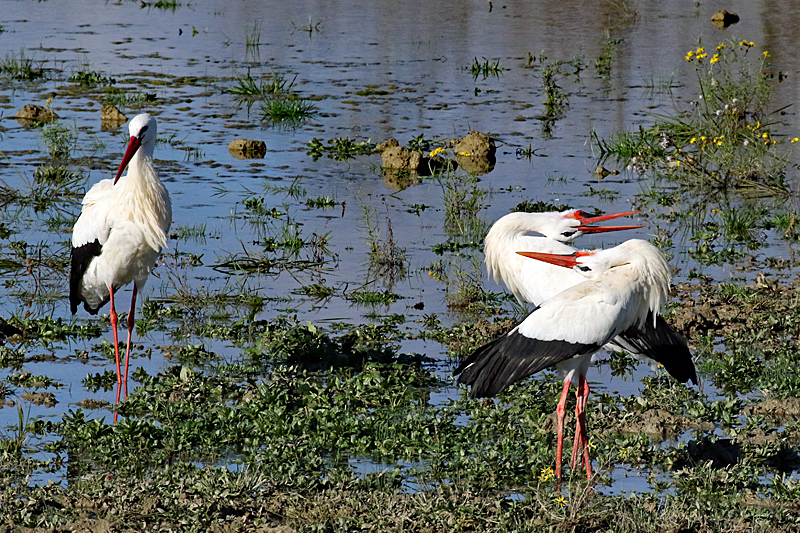 Le domaine des oiseaux ! - Cigognes blanches