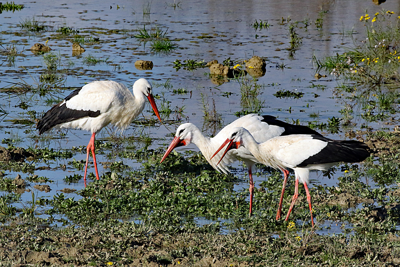 Le domaine des oiseaux ! - Cigognes blanches