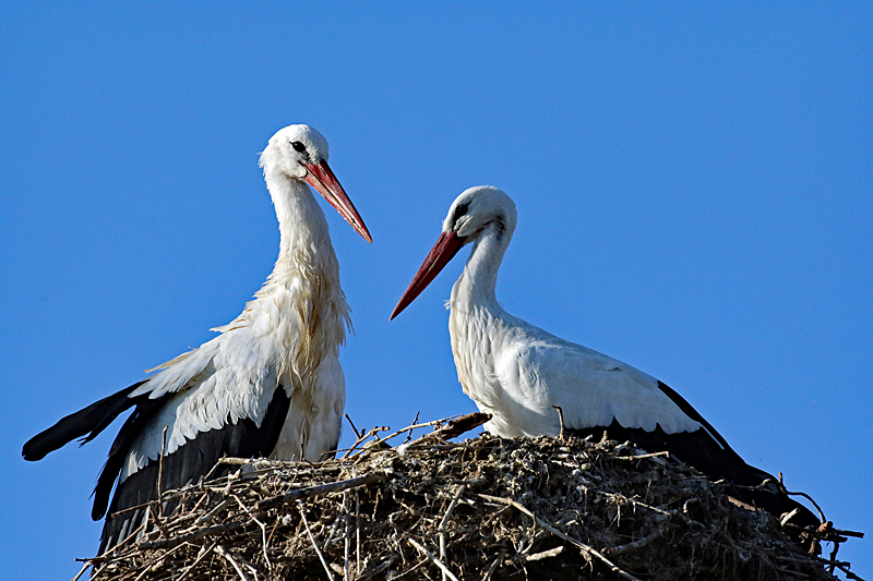Le domaine des oiseaux ! - Cigognes blanches
