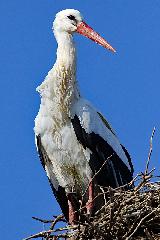 Le domaine des oiseaux ! - Cigogne blanche