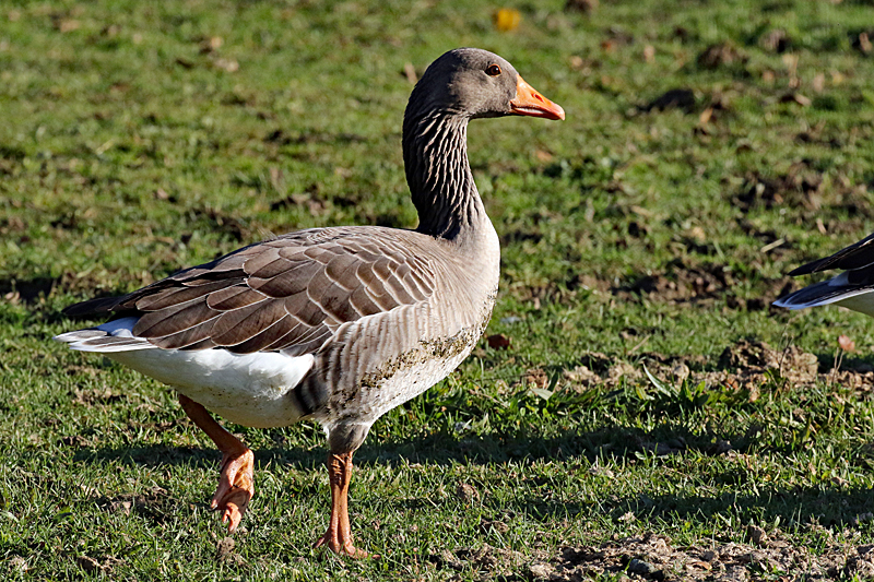 Le domaine des oiseaux ! - Oie cendrée