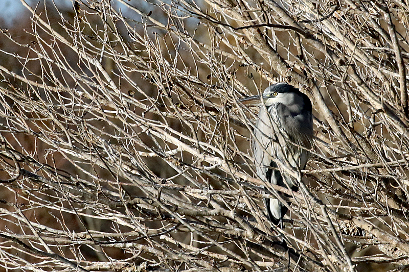Le domaine des oiseaux ! - Héron cendré