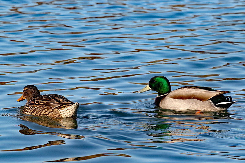 Le domaine des oiseaux ! - Canards colverts (Mr & Mme)