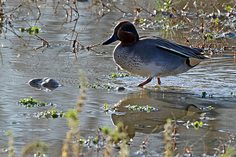 Le domaine des oiseaux ! - Sarcelle d hiver