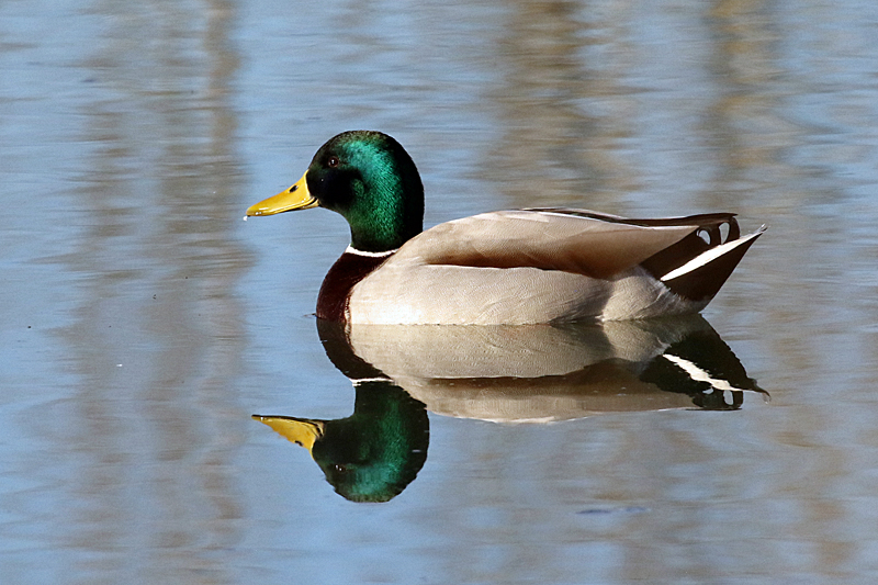 Le domaine des oiseaux ! - Canard colvert