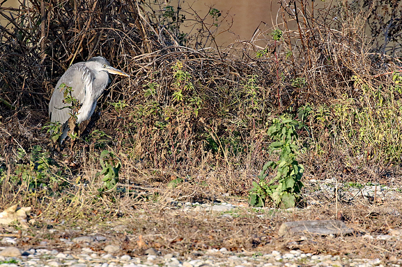 Le domaine des oiseaux ! - Héron cendré