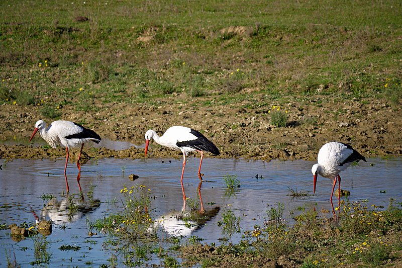 Le domaine des oiseaux ! - Cigognes blanches