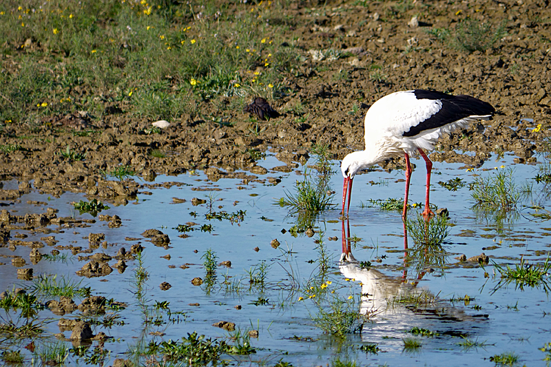 Le domaine des oiseaux ! - Cigogne blanche
