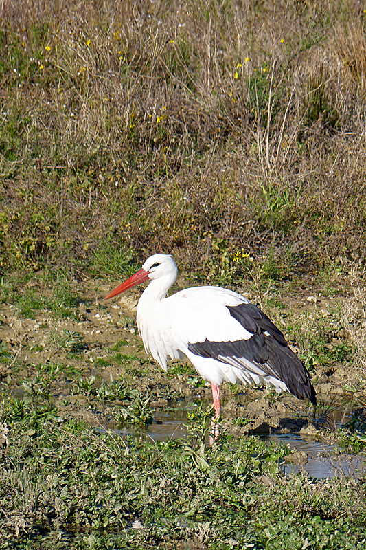 Le domaine des oiseaux ! - Cigogne blanche