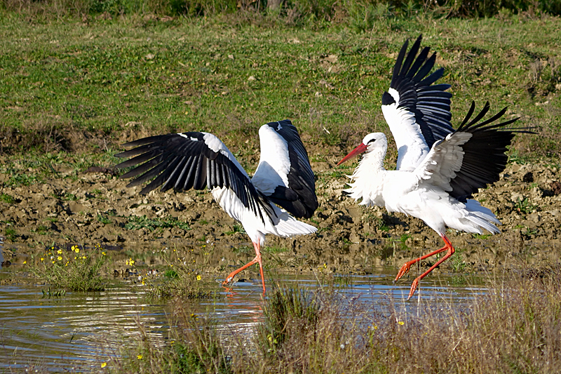 Le domaine des oiseaux ! - Cigognes blanches