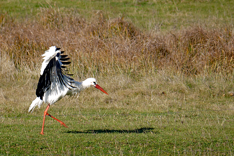 Le domaine des oiseaux ! - Cigogne blanche