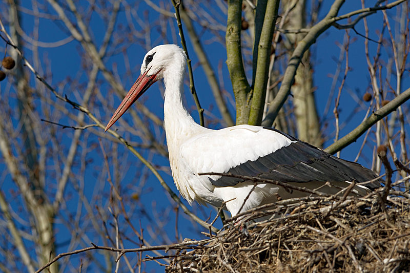 Le domaine des oiseaux ! - Cigogne blanche