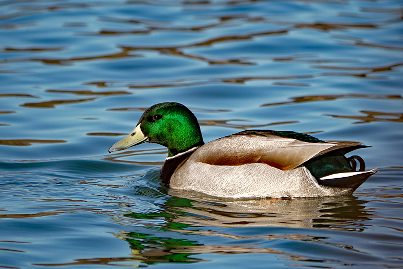 Le domaine des oiseaux ! - Canard colvert