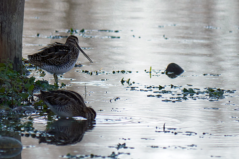 Le domaine des oiseaux ! - Bécassines des marais