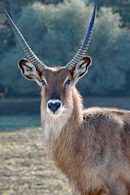 Safari à Sigean ! - Cobe defassa
