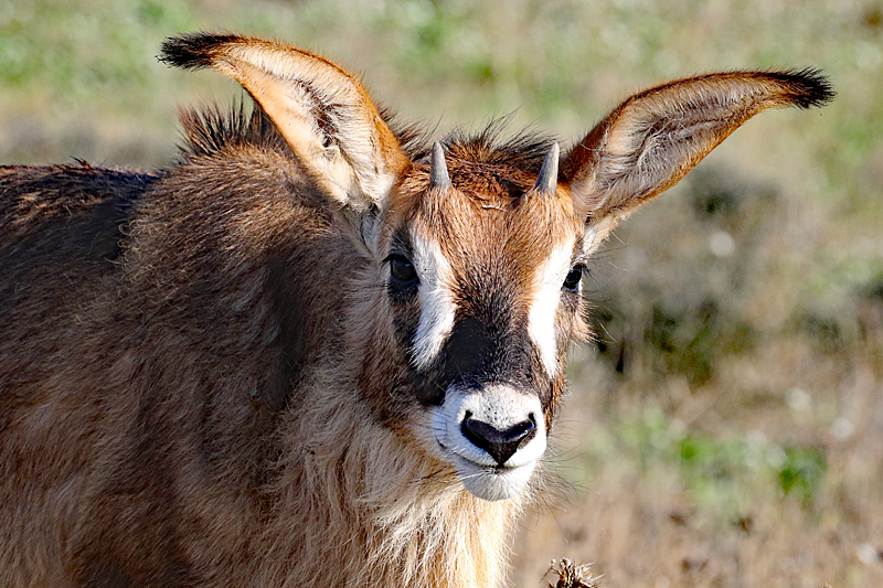 Safari à Sigean ! - Jeune antilope rouanne