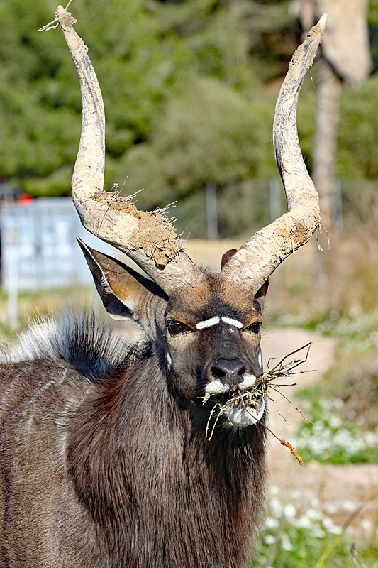 Safari à Sigean ! - Grand koudou