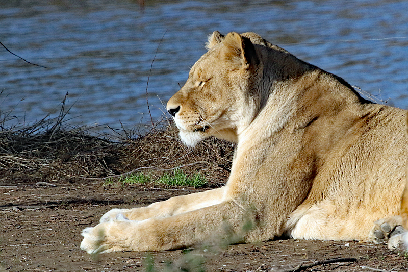 Safari à Sigean ! - Lionne