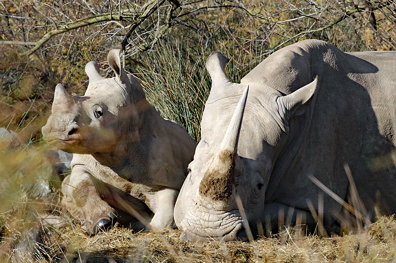 Safari à Sigean ! - Rhinocéros blancs