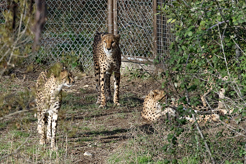 Safari à Sigean ! - Guépards