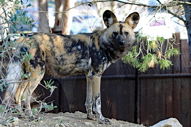 Safari à Sigean ! - Lycaon