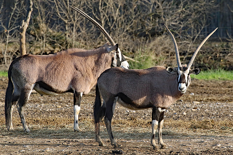 Safari à Sigean ! - Oryx