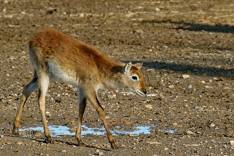 Safari à Sigean ! - Jeune cobe lechwe