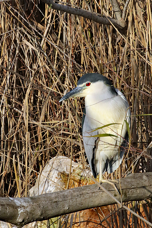 Safari à Sigean ! - Bihoreau gris adulte