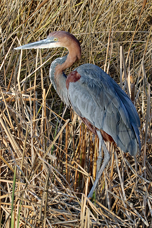 Safari à Sigean ! - Héron goliath