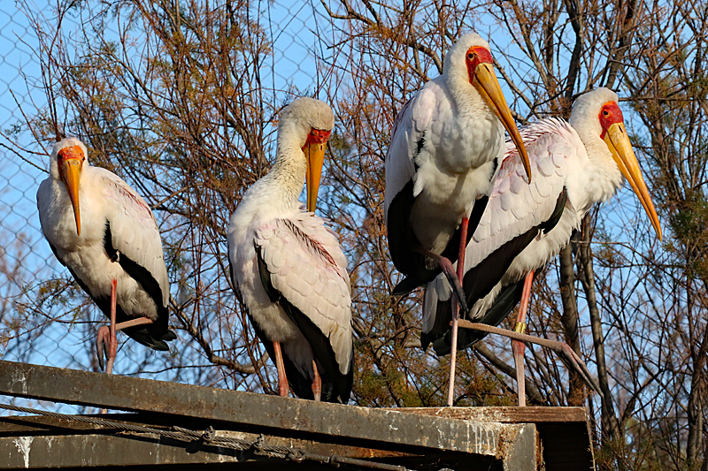 Safari à Sigean ! - Tantales ibis