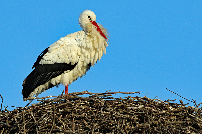 Safari à Sigean ! - Cigogne blanche