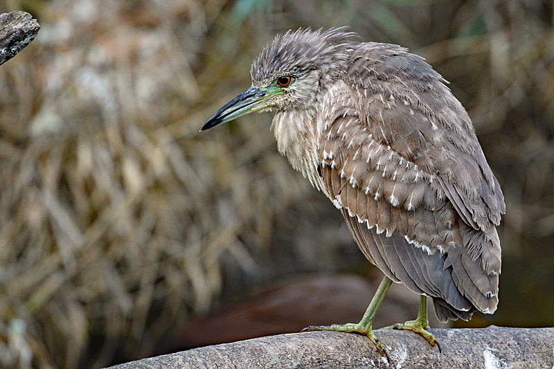 Safari à Sigean ! - Bihoreau gris juvénile