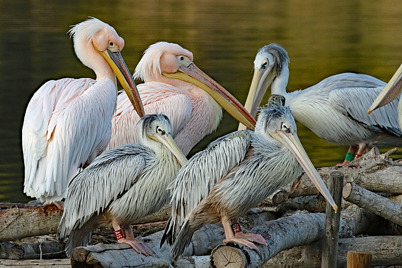 Safari à Sigean ! - Pélicans blancs & pélicans gris