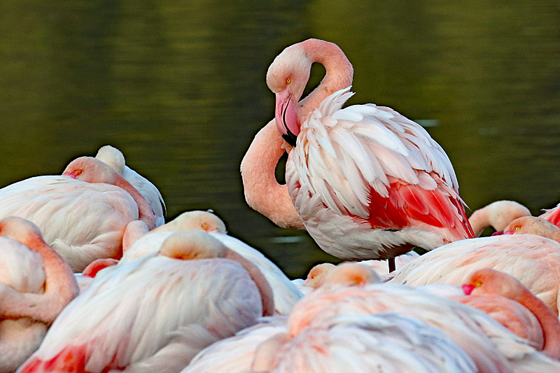 Safari à Sigean ! - Flamants roses