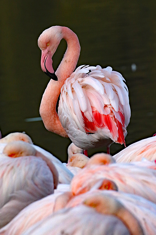 Safari à Sigean ! - Flamants roses