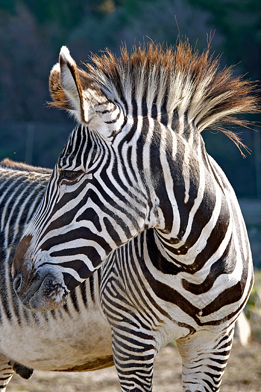 Safari à Sigean ! - Zèbre de Grévy