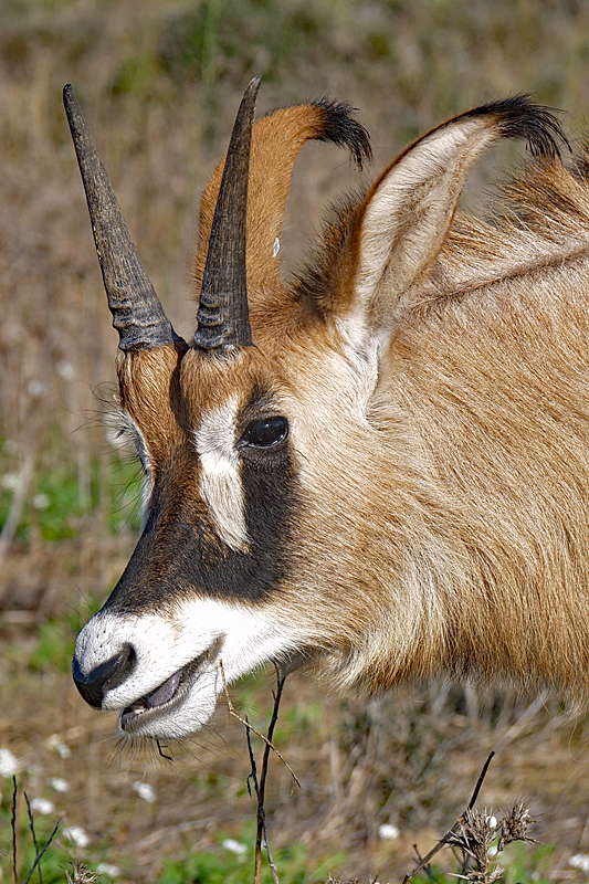 Safari à Sigean ! - Antilope rouanne