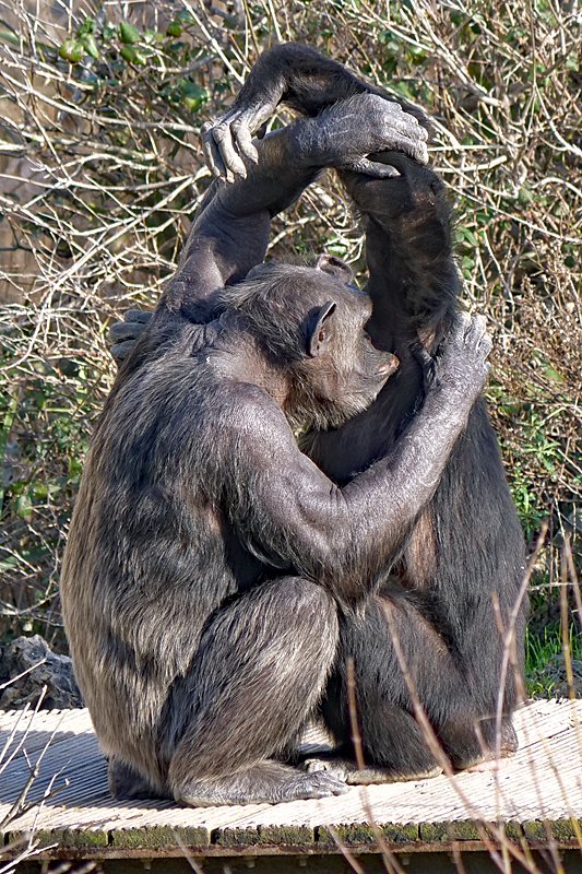 Safari à Sigean ! - Chimpanzé
