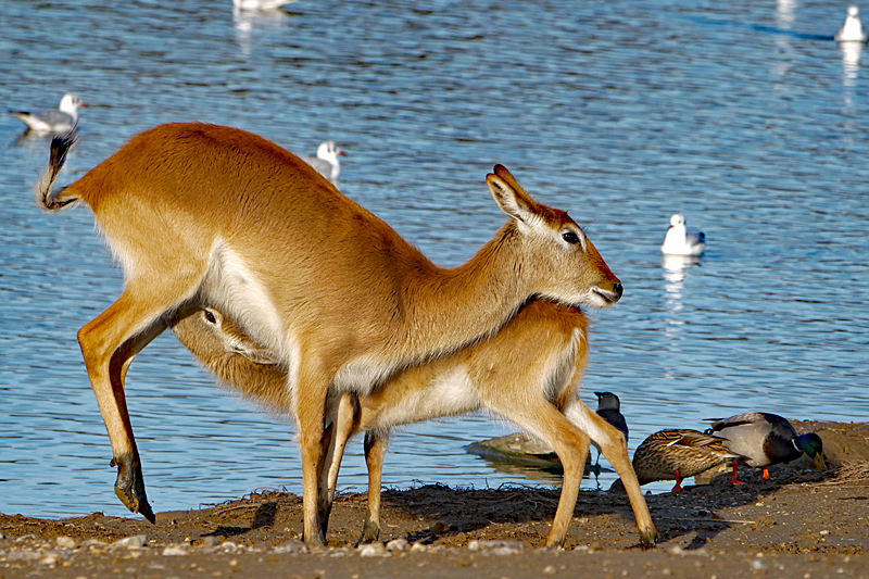 Safari à Sigean ! - Cobes lechwes