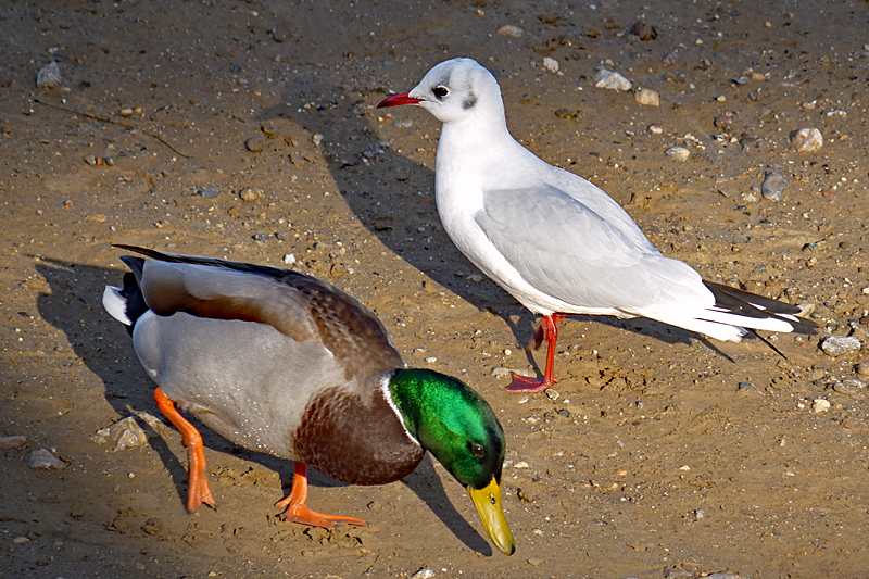 Safari à Sigean ! - Canard colvert & mouette rieuse