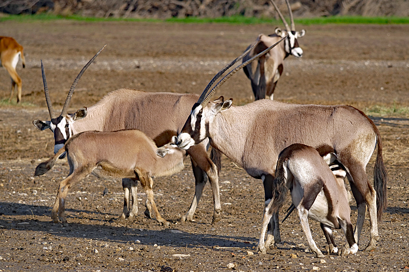 Safari à Sigean ! - Oryx