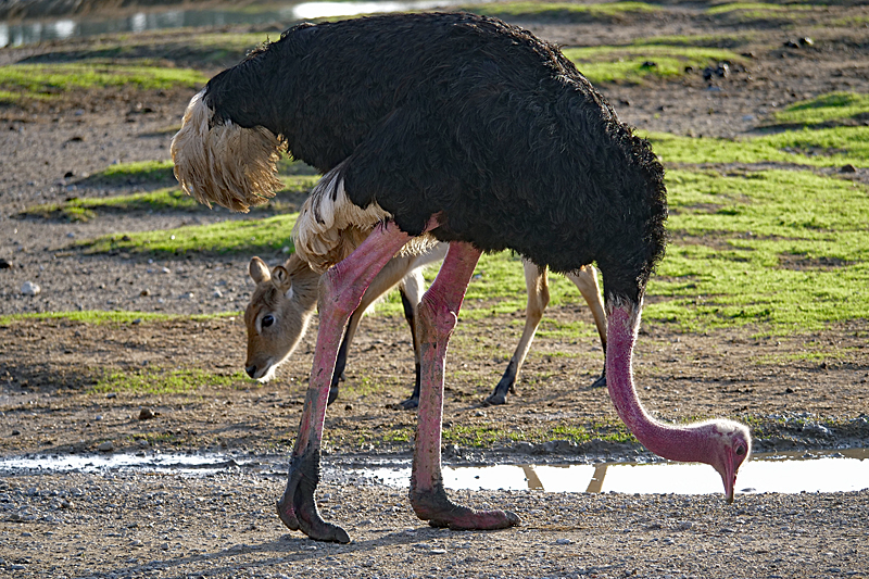 Safari à Sigean ! - Autruche