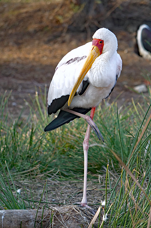 Safari à Sigean ! - Tantale ibis