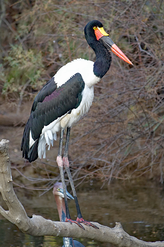 Safari à Sigean ! - Jabiru d Afrique